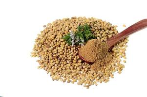 Coriander seeds, Fresh Coriander and Powdered coriander isolated on white background. photo