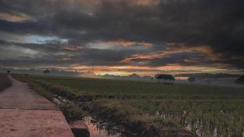 el arrozal en el pueblo foto