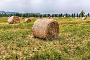 Hay bales on the field after harvest photo