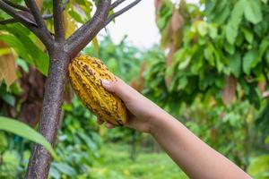 Cocoa pods and fresh cocoa in the hands of cocoa farmers. photo