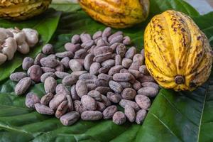 vainas de cacao frescas y granos de cacao frescos con granos de cacao secos foto