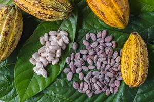 Fresh cocoa pods and fresh cocoa beans with dried cocoa beans photo