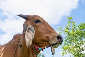 Close-up of brown cow  in field photo