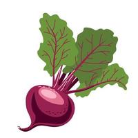 One burgundy beetroot with foliage