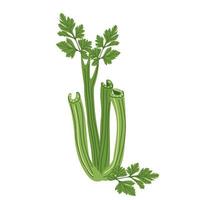 Juicy sprigs of green celery vector