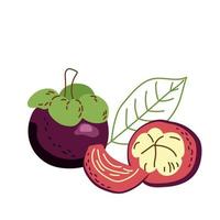 Exotic fruit mangosteen whole and slices vector