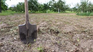 A sharp old farmer's shovel sticks out of the ground in cultivated agricultural fields. Garden village. hard manual work photo