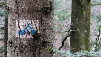 imagen de un ciclista en un árbol en el bosque. una señal para que los ciclistas muestren el camino. primer plano, de, un, tronco de árbol, con, un, bicicleta, señal, pintado, en, ella foto