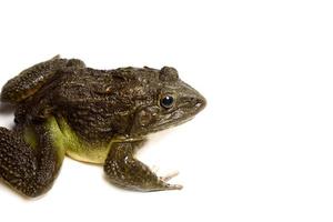 Close up of Frog isolated on a white background photo