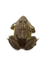 Close up of Frog isolated on a white background photo