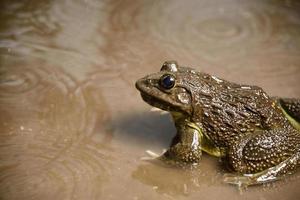 Frog in water or pond, close up photo