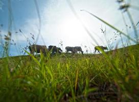 vacas pastando en un exuberante campo de hierba foto