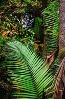 naturaleza tropical parque árbol botánico foto