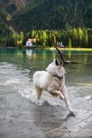 perro samoyedo lago montañas naturaleza foto