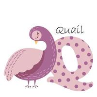 An illustration for the English alphabet depicting a quail, for teaching young children with beautiful typography. ABC - letter q vector