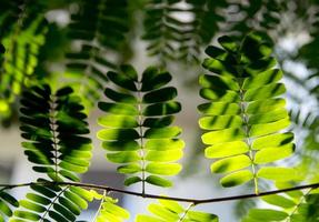 Light shines on the leaves of the tamarind tree photo