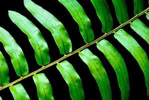 Freshness Green leaf of Fern photo