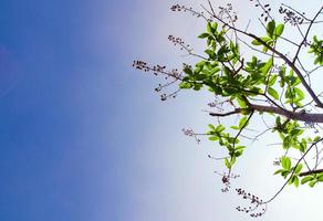 freshness leaves on blue sky and sunlight background photo