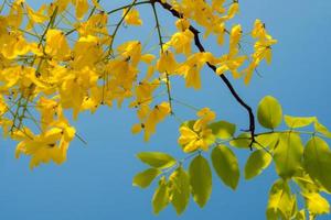 Golden shower, Yellow flowers summer in thailand photo