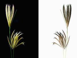 Double Flower of Swallen Finger grass photo