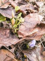 capullos floridos de azafranes contra el fondo del follaje del año pasado en un brillante día soleado de primavera foto