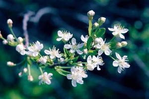 Flowers of the cherry blossoms. photo