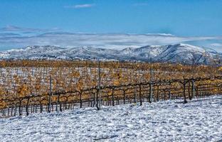 Vineyard Winter Wonderland