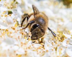 Macro Bee On Tiny White Flowers
