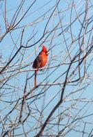 Arizona Red Cardinal In A Tree Male photo