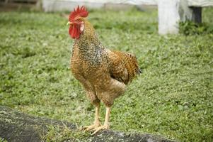 retrato de una gallina marrón en un campo verde, donde puede comer hierba y caminar. Agricultura ecológica. Costa Rica foto