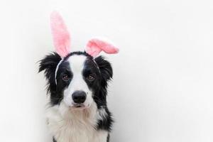 Happy Easter concept. Funny portrait of cute smiling puppy dog border collie wearing easter bunny ears isolated on white background. Preparation for holiday. Spring greeting card. photo