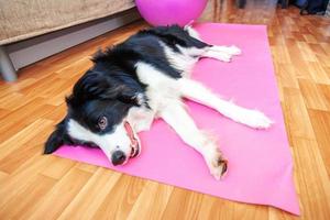 perro gracioso border collie practicando clases de yoga en interiores. cachorro haciendo pose de asana de yoga en una alfombra de yoga rosa en casa. tranquilidad y relajación durante la cuarentena. hacer ejercicio en el gimnasio en casa. foto