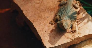 dragon barbu, également connu sous le nom de pogona, assis sur un rocher. video