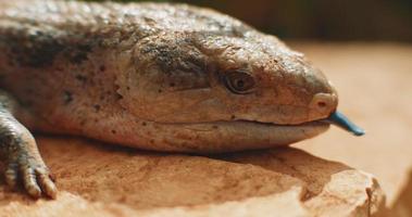 Blauzungeneidechse, auch bekannt als Blauzungenskink, die ihre Zunge herausstreckt video