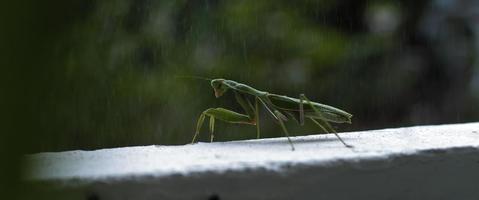 Nahaufnahme der Gottesanbeterin unter dem Regen auf grünem Waldhintergrund video