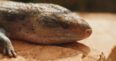 lagarto de lengua azul, también conocido como eslizón de lengua azul, sacando la lengua video