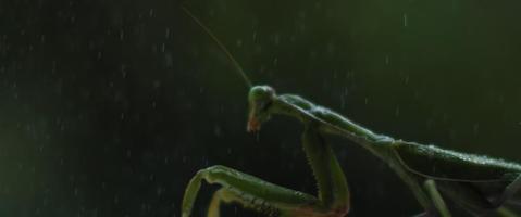 primer plano de la mantis religiosa bajo la lluvia sobre un fondo verde del bosque video