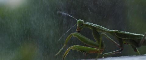 primer plano de la mantis religiosa bajo la lluvia sobre un fondo verde del bosque video