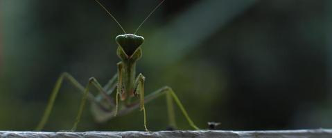 primer plano de la mantis religiosa bajo la lluvia sobre un fondo verde del bosque video