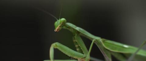 Macro shot of the praying mantis moving its head on a green bokeh background video