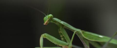 photo macro de la mante religieuse déplaçant sa tête sur un arrière-plan flou vert video