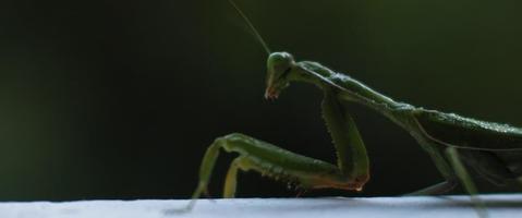 gros plan de la mante religieuse sur un fond de bokeh de forêt verte video