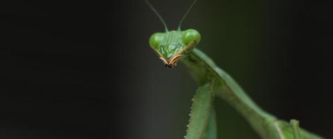 Macro shot of the praying mantis on a green bokeh background