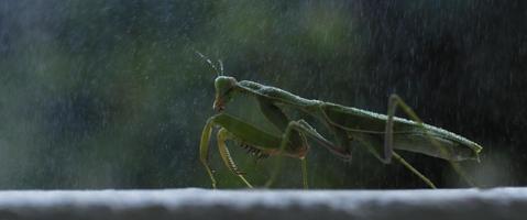 Close up of the praying mantis under the rain on a green forest background video