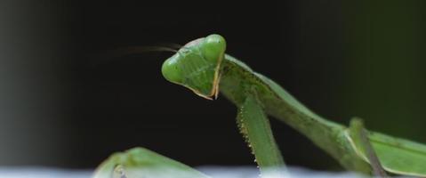 Macro shot of the praying mantis looking to the side on a green background video