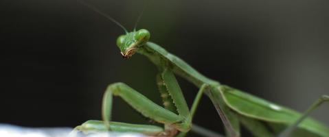 Macro shot of the praying mantis on a green bokeh background