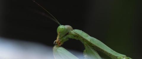 Macro shot of the praying mantis eating something.