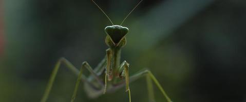 Close up of the praying mantis under the rain on a green forest background