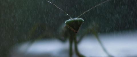 Macro shot of the wet praying mantis moving and jumping on the camera