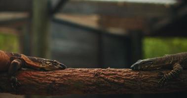 dos lagartos monitores de encaje moviéndose uno hacia el otro, en una rama de árbol. video